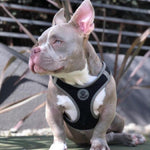 DOCO® Athletica QUICK FIT Dog Harness