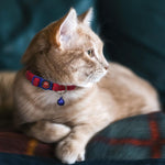 DOCO® Puffy Nylon Cat Collar
