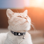 DOCO® LOCO Cat Collar - Printed Pattern