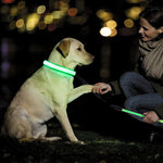 GERMPLASM DOG COLLAR SMALL GREEN