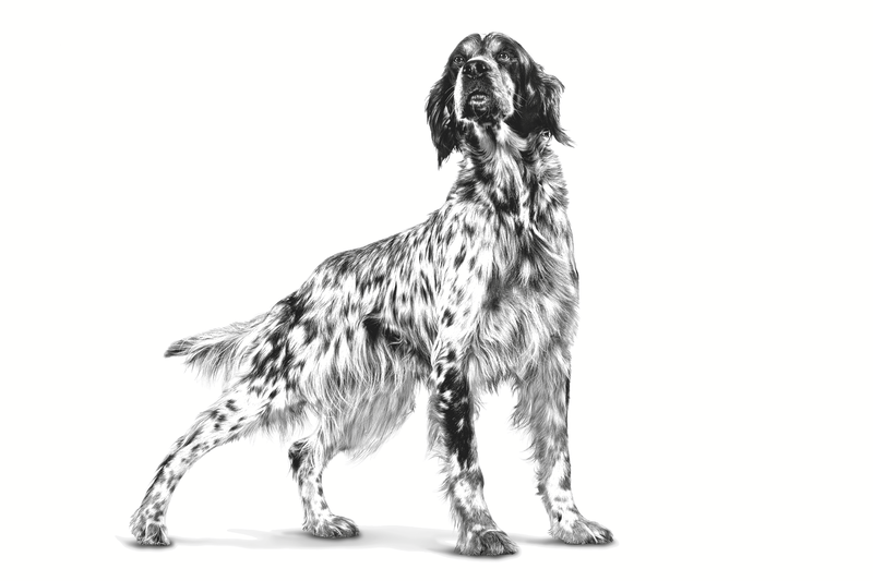 Royal Canin