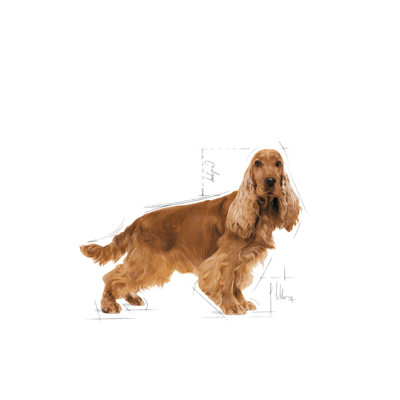 Royal Canin Cocker Spaniel Adult Dog Food
