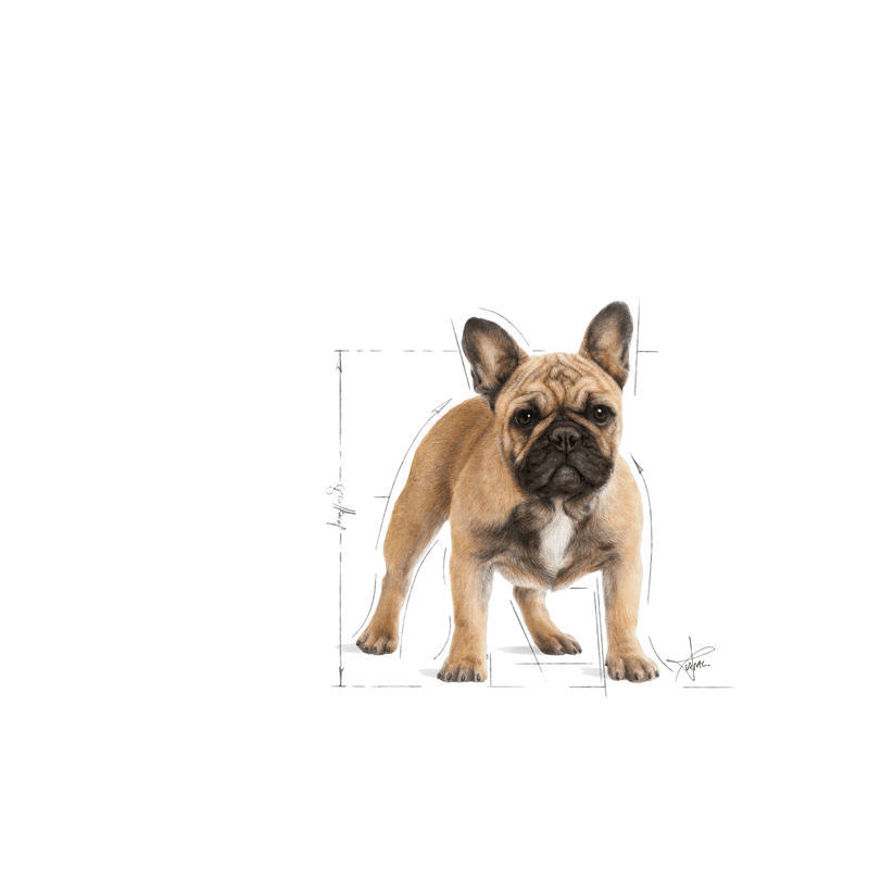 Royal Canin French Bulldog Adult Dog Food