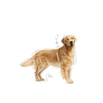 Royal Canin Golden Retriever Adult Dog Food