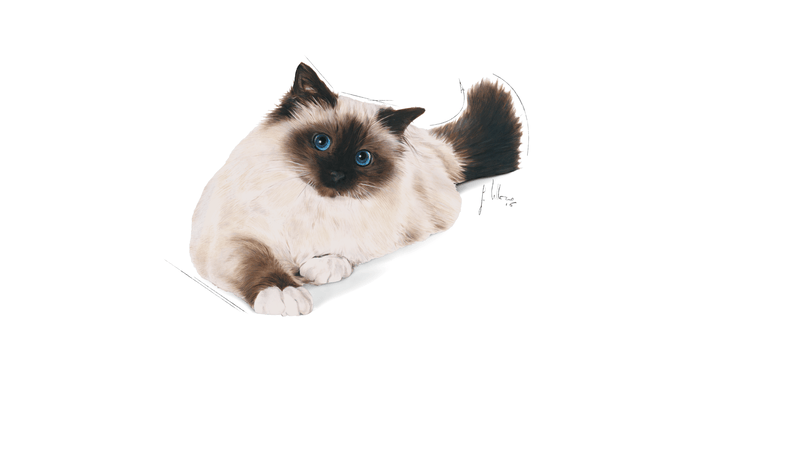 Royal Canin Hairball Care All Breeds Adult Cat Food