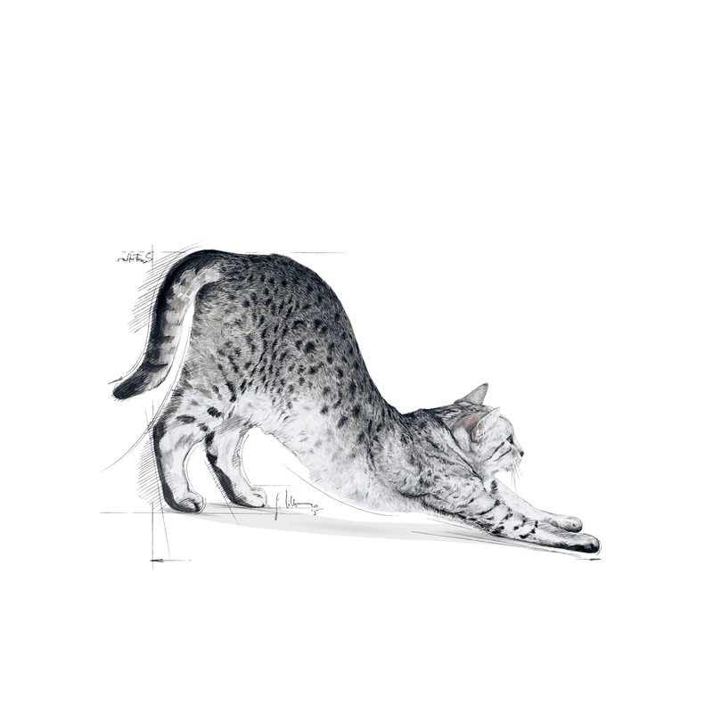 Royal Canin Indoor 27 All Breeds Adult Cat Food