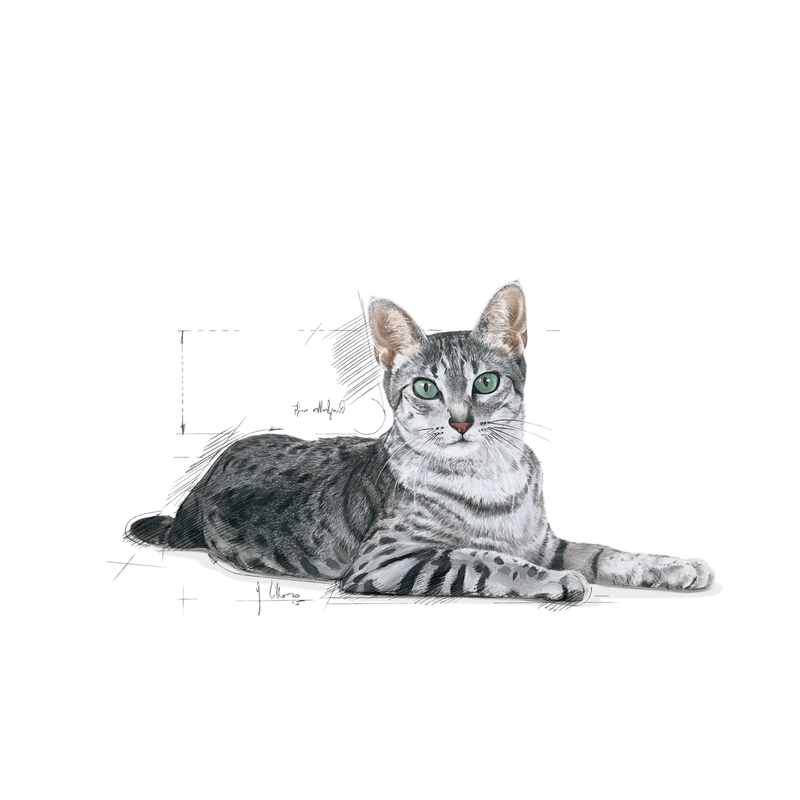 Royal Canin Indoor 7+ All Breeds Mature Cat Food