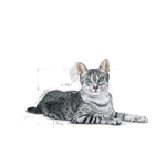 Royal Canin Indoor 7+ All Breeds Mature Cat Food