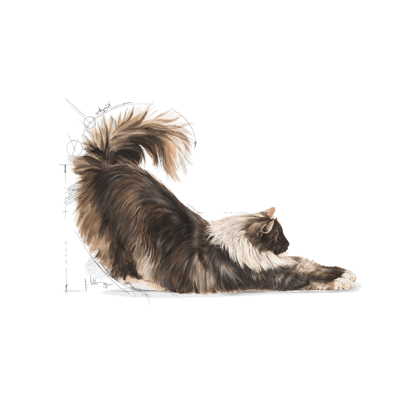 Royal Canin Indoor Long-Hair Adult Cat Food
