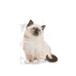 Royal Canin Kitten Second Age All Breeds Cat Food