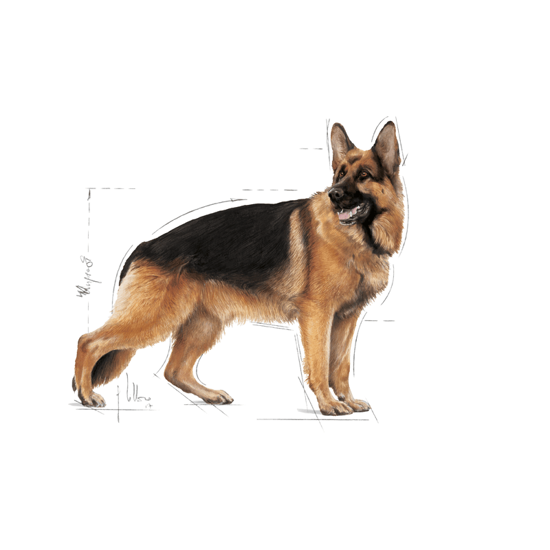 Royal Canin Maxi Large Breed Adult Dog Food