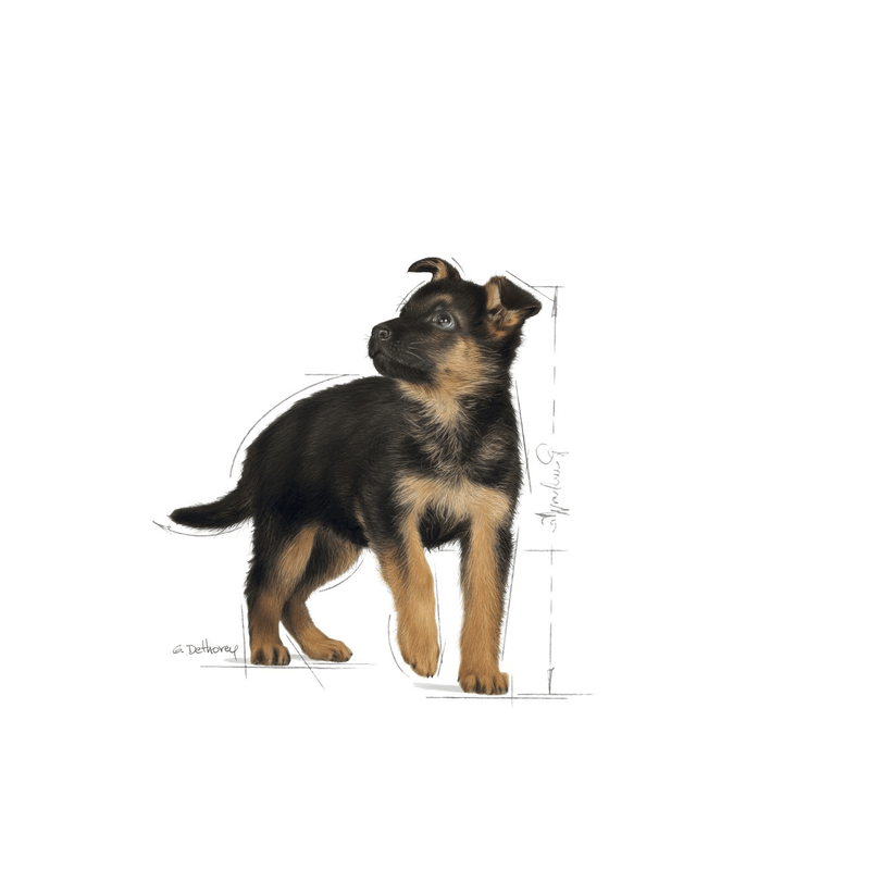 Royal Canin Maxi Large Breed Puppy Food