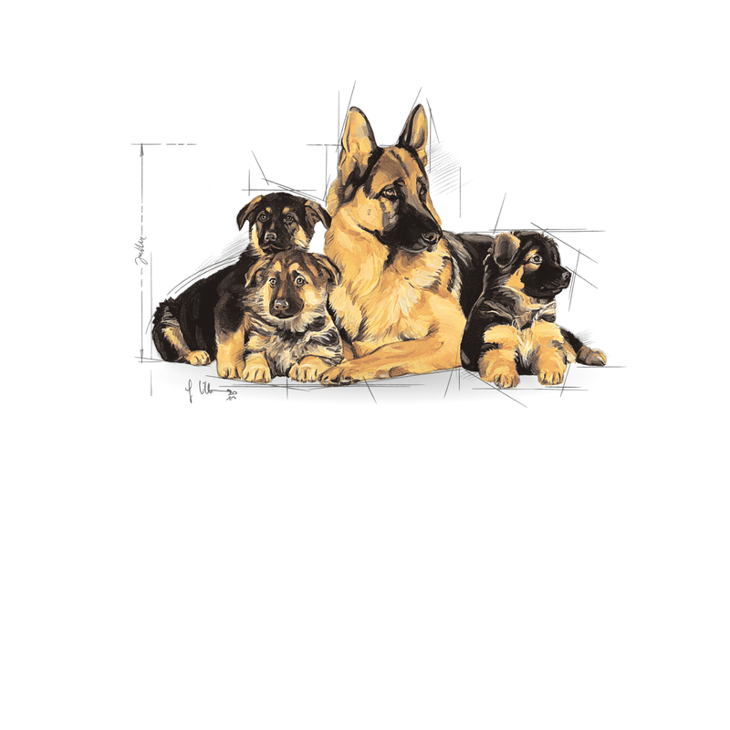 Royal Canin Maxi Starter Large Breed Mother & Babydog Food