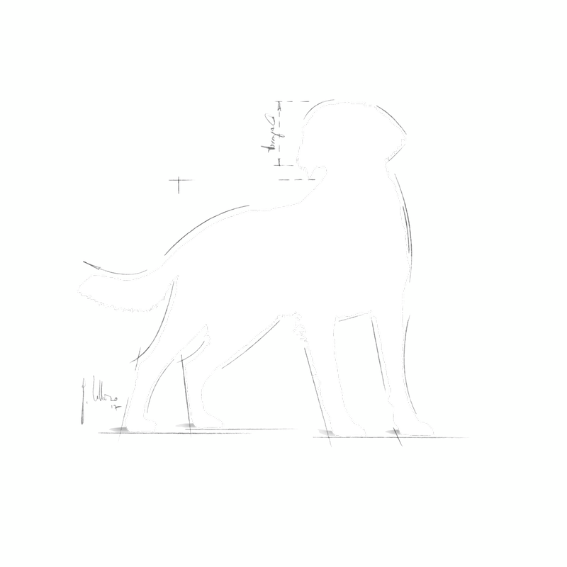 Royal Canin Medium Medium Breed Adult Dog Food