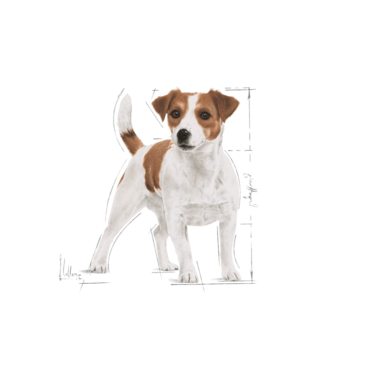 Royal Canin Mini Small Breed Adult Dog Food