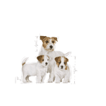 Royal Canin Mini Starter Small Breed Mother & Babydog Food