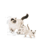 Royal Canin Mother & Babycat Cat Food