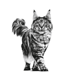 Royal Canin Sensitivity Control All Breeds Adult Cat Food 1.5kg