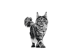 Royal Canin Urinary S/O All Breeds Adult Cat Food