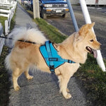 DOCO®VERTEX Power Dog Harness