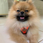 DOCO® Athletica QUICK FIT Dog Harness
